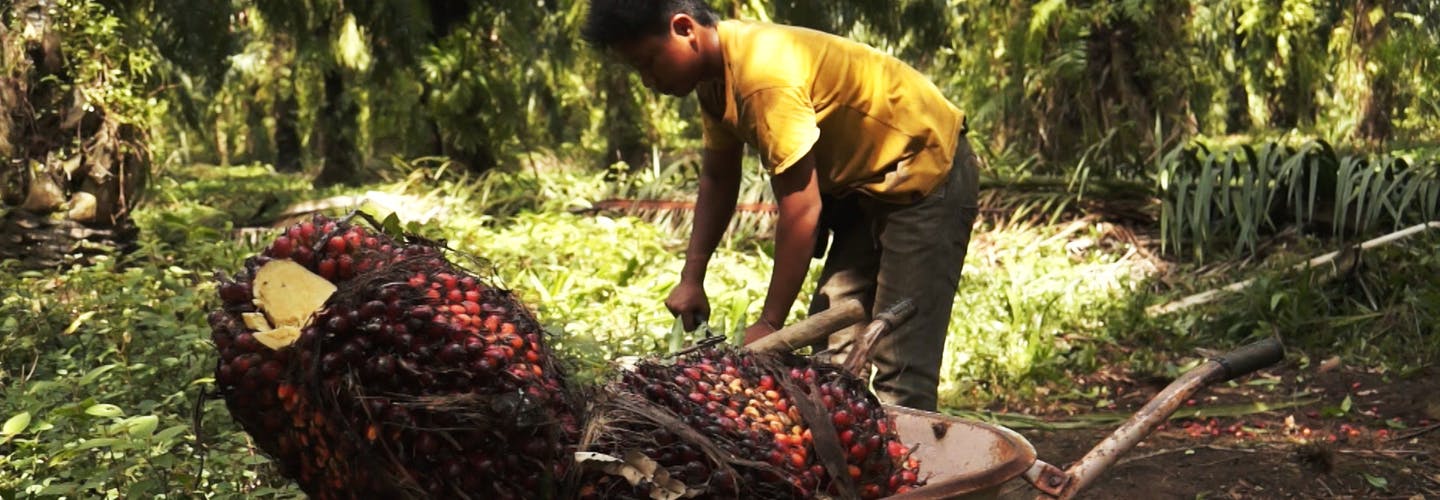 234520 Palm Oil Production Indonesia
